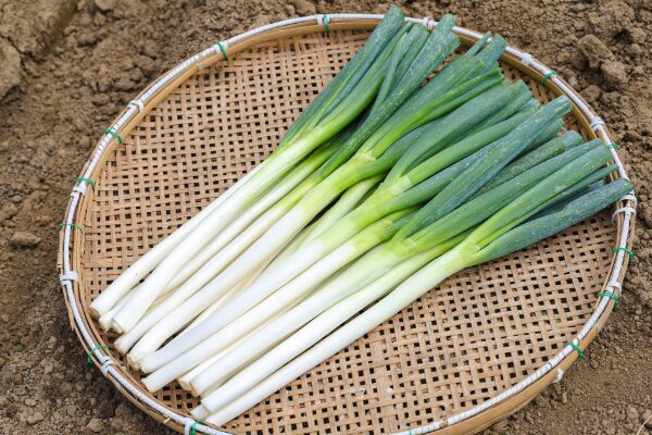 alt="みやび農園の畑の土の上に置かれた大きな竹ザルと、その上に綺麗に並べられた収穫したての新鮮な白ネギ『たっちゃんねぎ』"
