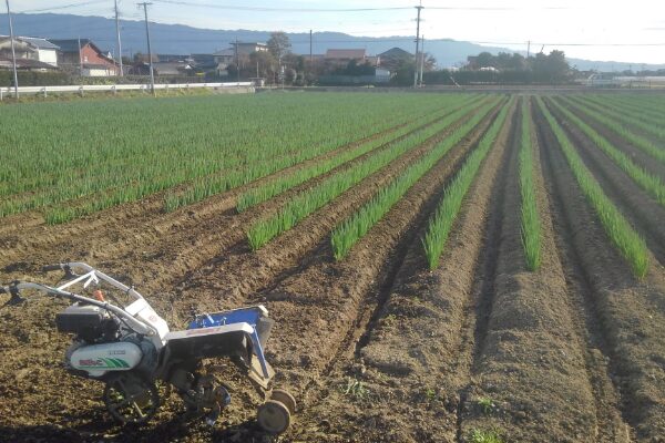 日本一のねぎ農園を目指して挑戦を続ける、みやび農園の広大なねぎ畑の全景