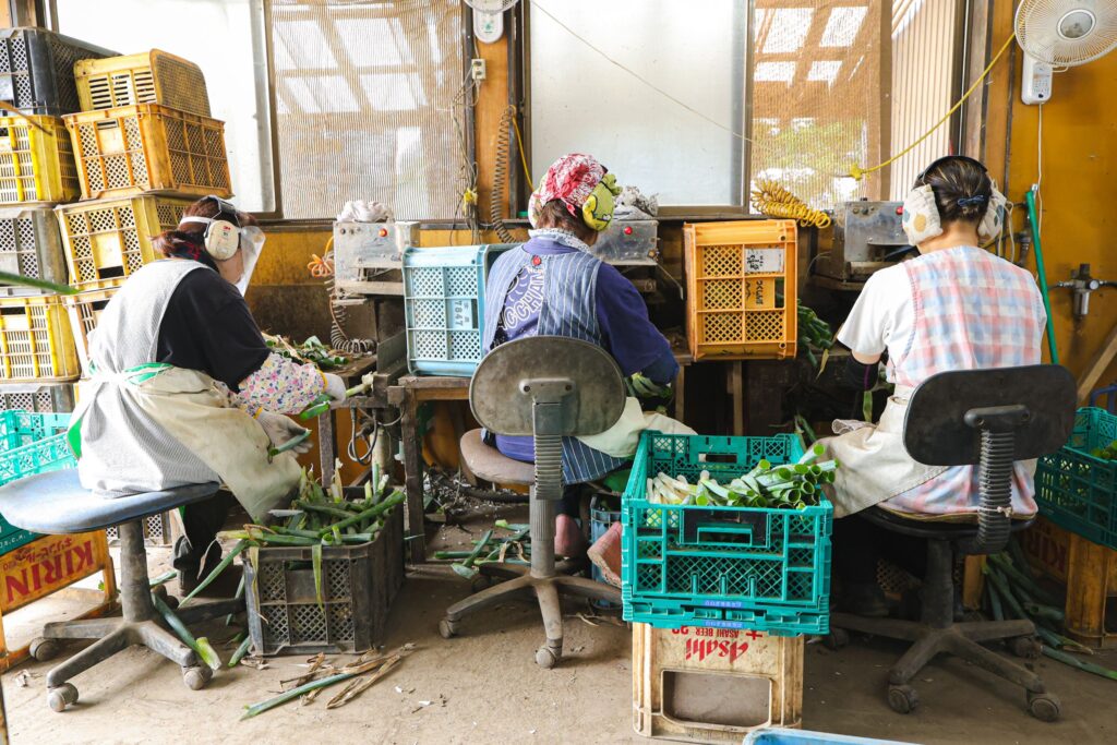 みやび農園の出荷作業場にて、スタッフが横一列に並んで専用の機械を使い、たっちゃんねぎの選別や調製作業を行っている様子